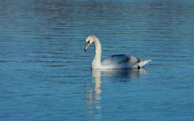 Click here to view at full resolution.