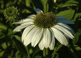 Echinacea, One in Waiting by luckyshot, photography->flowers gallery