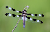 Black and White Wings by Pistos, photography->insects/spiders gallery