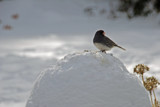 Junco by 427cobraAC, Photography->Birds gallery