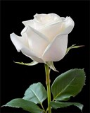 White Rose by Texan1968, photography->flowers gallery