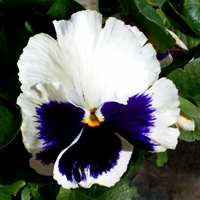 Click here to view at full resolution.