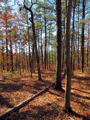 Click here to view at full resolution.