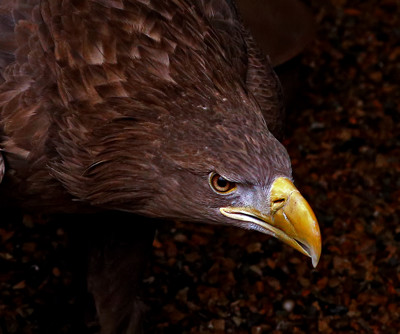 Click here to view at full resolution.