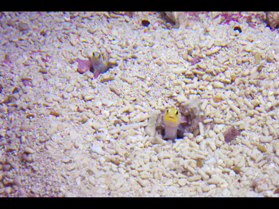 Click here to view at full resolution.