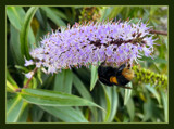 Bee on Hebe by LynEve, photography->insects/spiders gallery