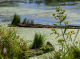 Water's Edge by Pistos, photography->nature gallery