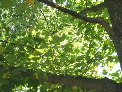 Click here to view at full resolution.