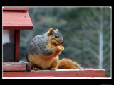 Winter Weight Got You Down? by Hottrockin, photography->animals gallery