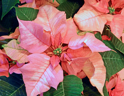 Click here to view at full resolution.