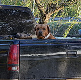 My Truck by LakeMichigan, photography->animals gallery