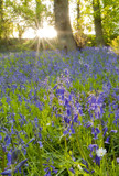 Bluebell wood by Leahcim_62, Photography->Flowers gallery