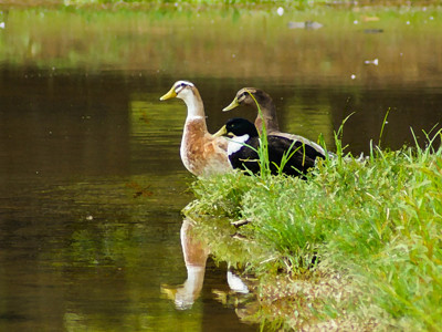 Click here to view at full resolution.