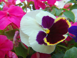 Pansy among the Impatiens by Gary1592, Photography->Flowers gallery