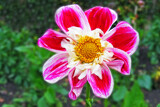 Dahlia Again by Ramad, photography->flowers gallery