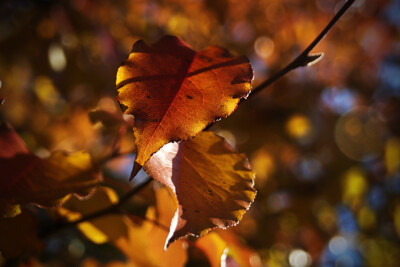 Click here to view at full resolution.