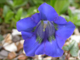 Gentian Blue by od0man, Photography->Flowers gallery