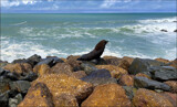 Kekeno/Fur Seal by LynEve, photography->shorelines gallery
