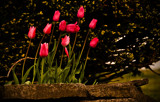 Tuliped by vangoughs, photography->flowers gallery