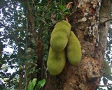 Jackfruit. by sahadk, photography->nature gallery