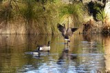 The Manic Goose by LynEve, photography->birds gallery