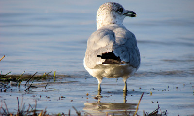 Click here to view at full resolution.