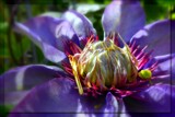 Purple Clematis by LynEve, photography->flowers gallery