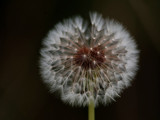 Dandelion Gone To Seed by gerryp, Photography->Birds gallery