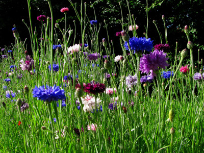Click here to view at full resolution.