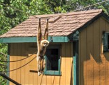 Hanging Around by Jimbobedsel, photography->animals gallery
