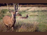 Monarch of the Glen by nigelmoore, Photography->Animals gallery