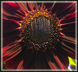 Red Sunflower by amishy, photography->flowers gallery