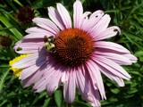 Bee On A Cone by bfrank, Photography->Flowers gallery