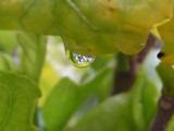 Rain Drop by raiden747, Photography->Macro gallery