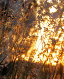 Pararie Grass at Sunset by Pistos, photography->sunset/rise gallery