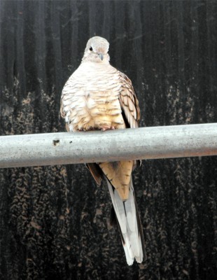 Click here to view at full resolution.