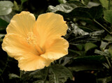 Golden Hibiscus by trixxie17, photography->flowers gallery