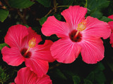 Hibiscus Pair by Gary1592, Photography->Flowers gallery