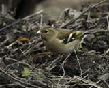 Grounded by biffobear, photography->birds gallery Grounded by biffobear, photography->birds gallery