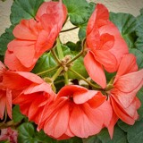The Geranium by tigger3, photography->flowers gallery