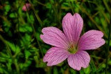 pink on green by gaeljet2, Photography->Flowers gallery