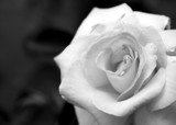 White Rose by metpin777, Photography->Manipulation gallery