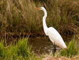 Harry The Heron, Dedicated To... by PatAndre, Photography->Birds gallery