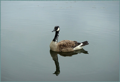 Click here to view at full resolution.
