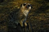 lille's zoo 13 by gaeljet2, Photography->Animals gallery