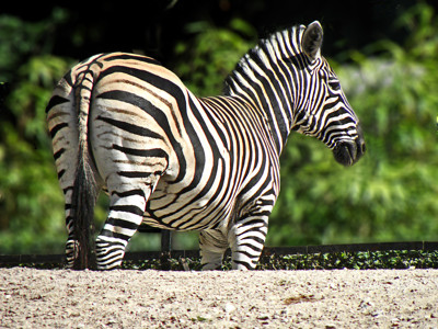 Click here to view at full resolution.