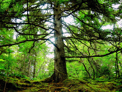 Click here to view at full resolution.