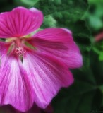 Tree Mallow by LynEve, photography->flowers gallery