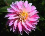 Pink Dahlia by LynEve, photography->flowers gallery