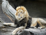 The Regal Pose by Ramad, photography->animals gallery